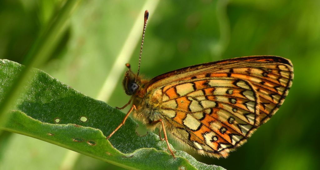 Dostojka eunomia (Boloria eunomia)