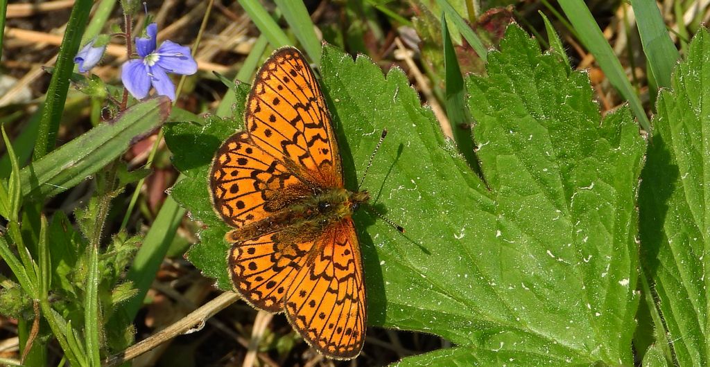 Dostojka eunomia (Boloria eunomia)
