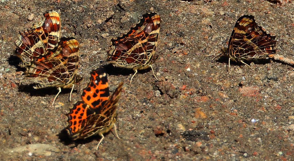 Rusałka kratkowiec (Araschnia levana)