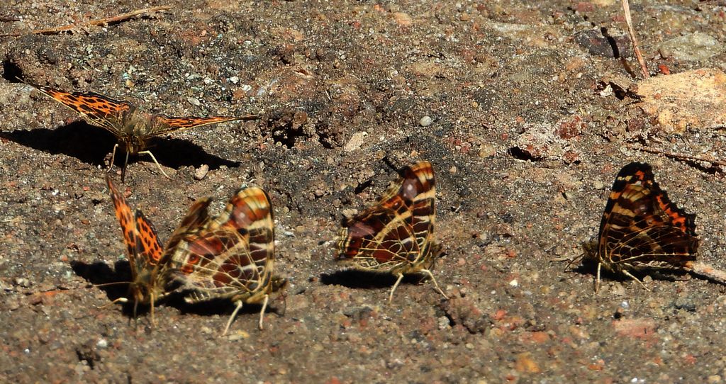 Rusałka kratkowiec (Araschnia levana)