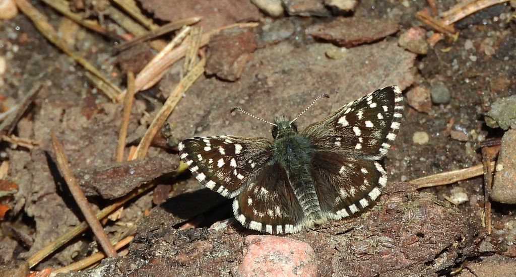 Powszelatek malwowiec (Pyrgus malvae)