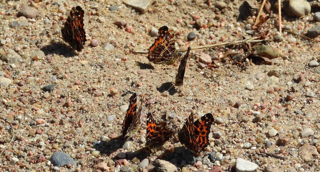 Rusałka kratkowiec (Araschnia levana)