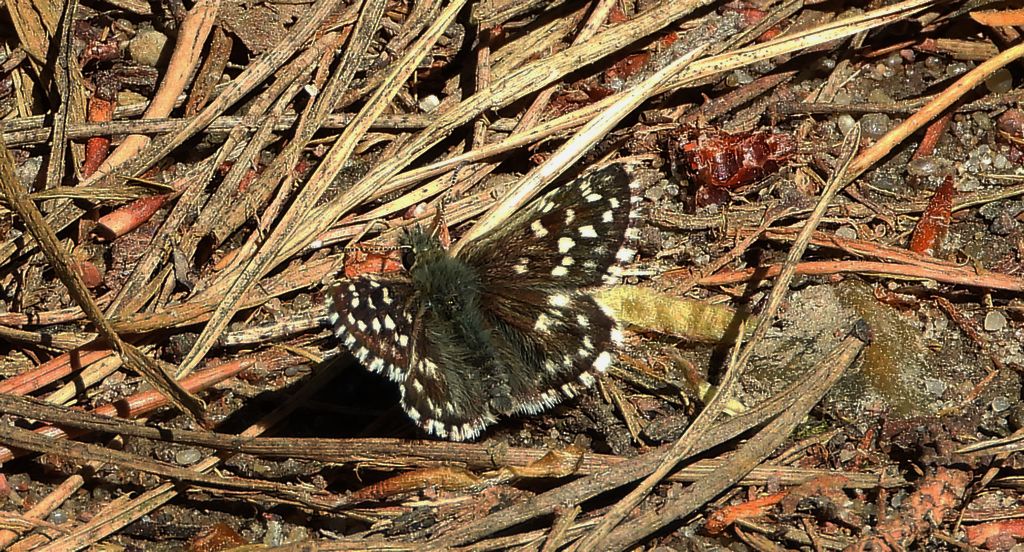 Powszelatek malwowiec (Pyrgus malvae)