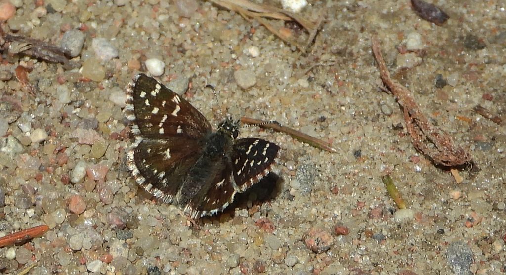 Powszelatek malwowiec (Pyrgus malvae)