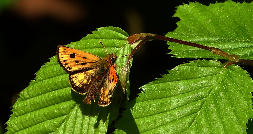 Kosternik leśniak (Carterocephalus silvicola)