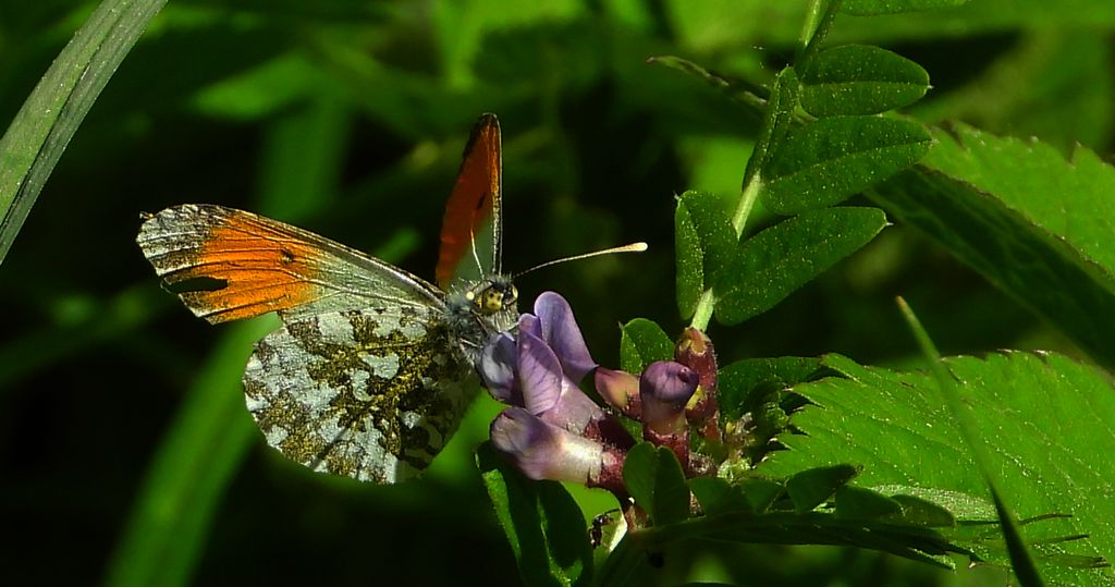 Zorzynek rzeżuchowiec (Anthocharis cardamines)