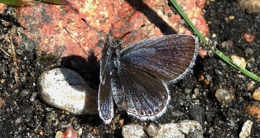 Modraszek argiades (Cupido argiades)