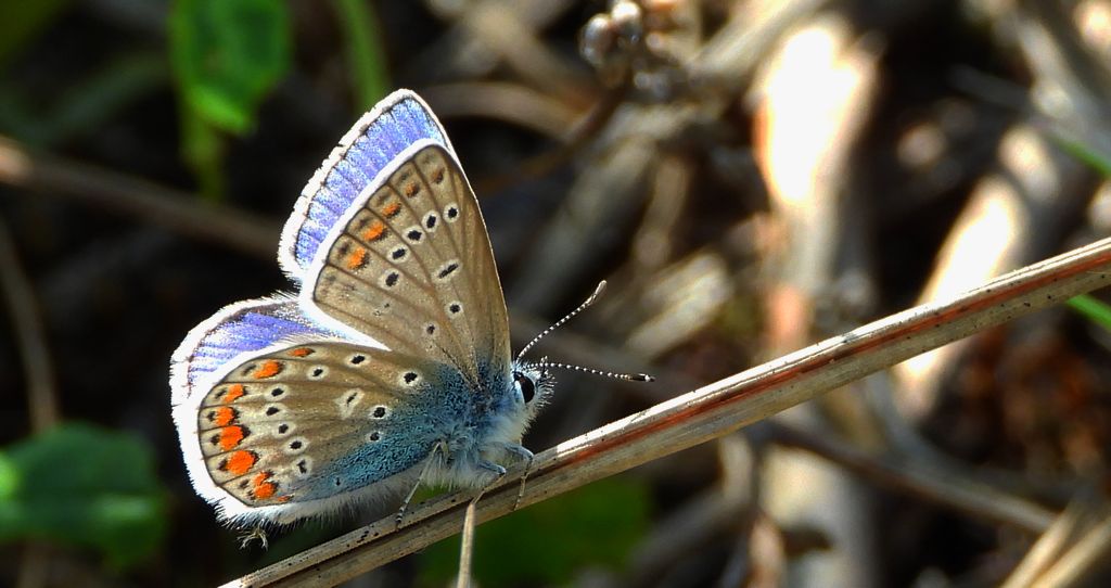 Modraszek ikar, mnogooczak ikar (Polyommatus icarus)