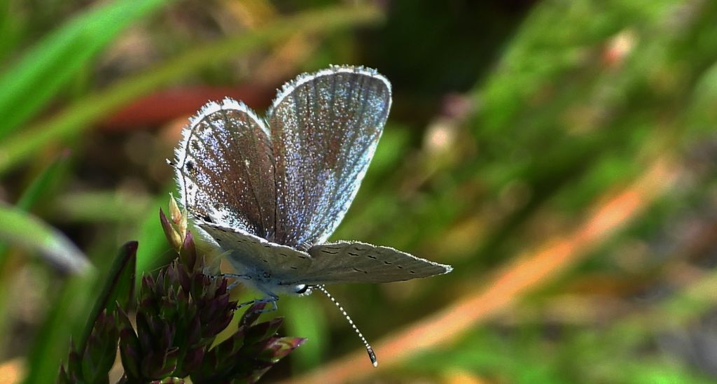 Modraszek argiades (Cupido argiades)
