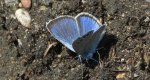Modraszek aleksis (Glaucopsyche alexis)