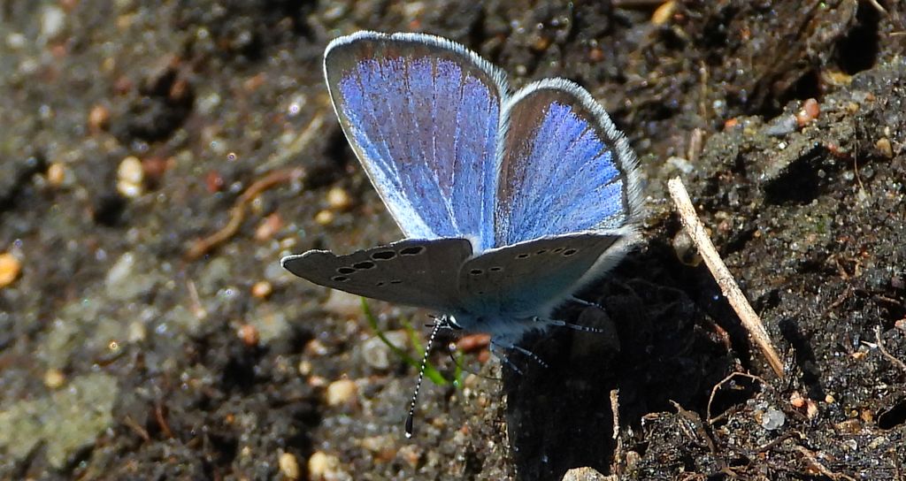 Modraszek aleksis (Glaucopsyche alexis)