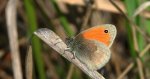 Strzępotek ruczajnik (Coenonympha pamphilus)