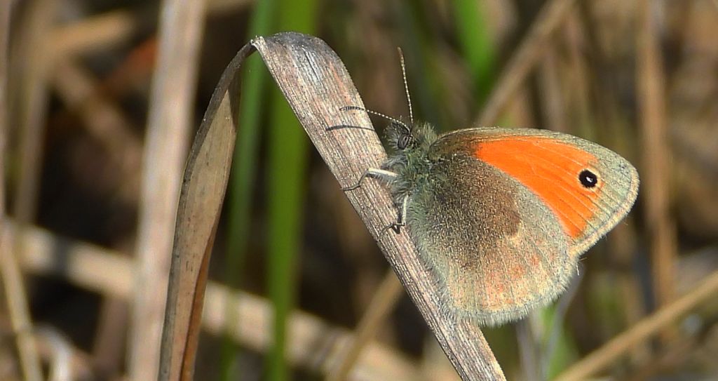 Strzępotek ruczajnik (Coenonympha pamphilus)