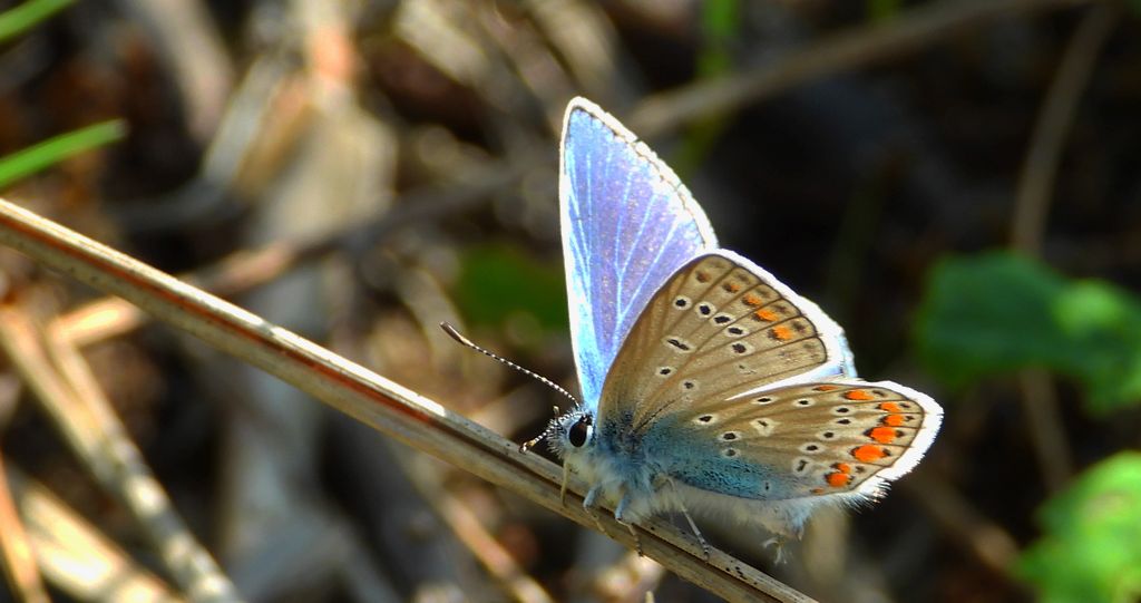 Modraszek ikar, mnogooczak ikar (Polyommatus icarus)