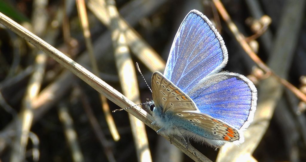 Modraszek ikar, mnogooczak ikar (Polyommatus icarus)