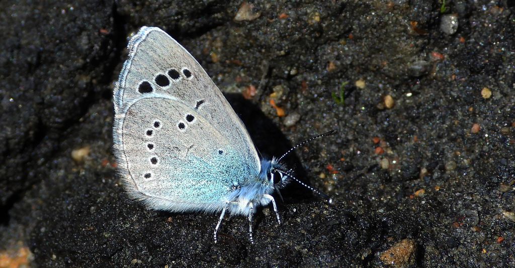 Modraszek aleksis (Glaucopsyche alexis)