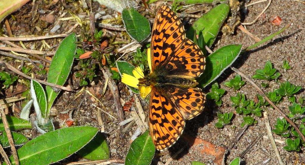 Dostojka dia (Boloria dia)