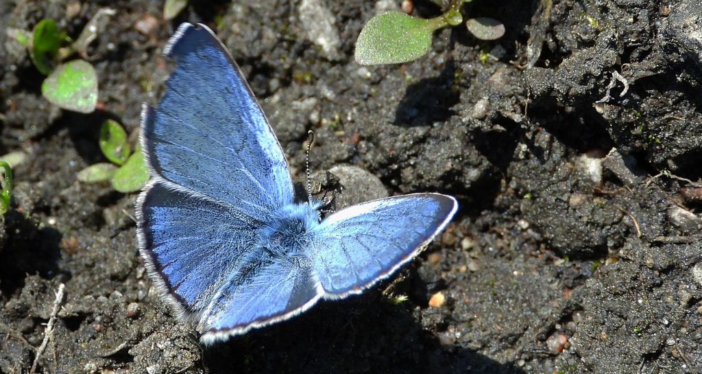 Modraszek aleksis (Glaucopsyche alexis)