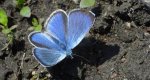 Modraszek aleksis (Glaucopsyche alexis)