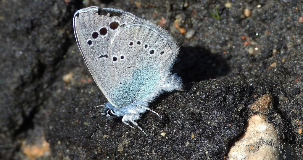 Modraszek aleksis (Glaucopsyche alexis)