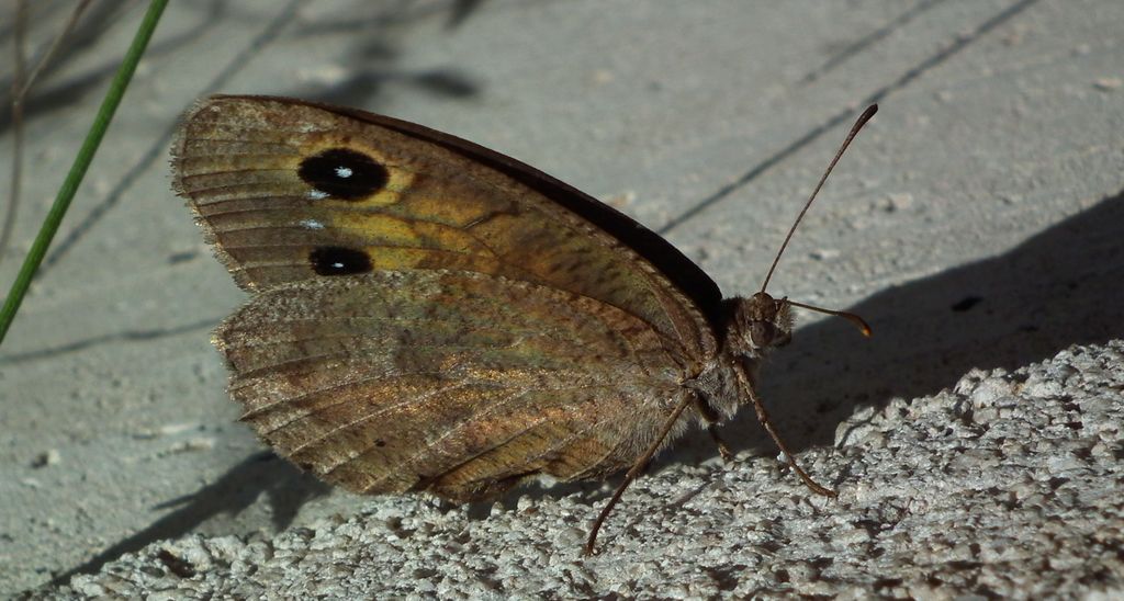 Skalnik driada (Minois dryas)