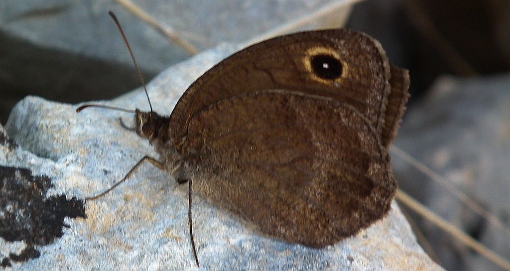 Skalnik driada (Minois dryas)