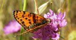 Melitaea trivia