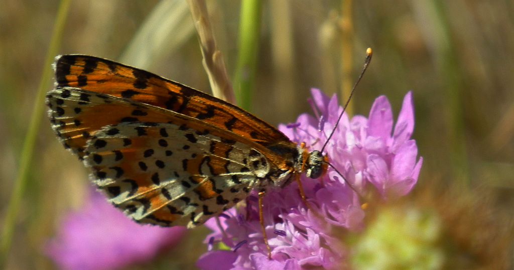 Melitaea trivia