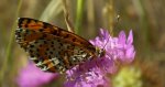 Melitaea trivia