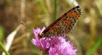 Melitaea trivia