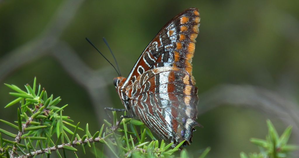 Piękniś sułtanek (Charaxes jasius)