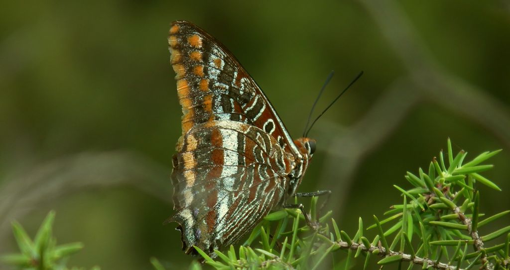 Piękniś sułtanek (Charaxes jasius)