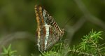 Piękniś sułtanek (Charaxes jasius)