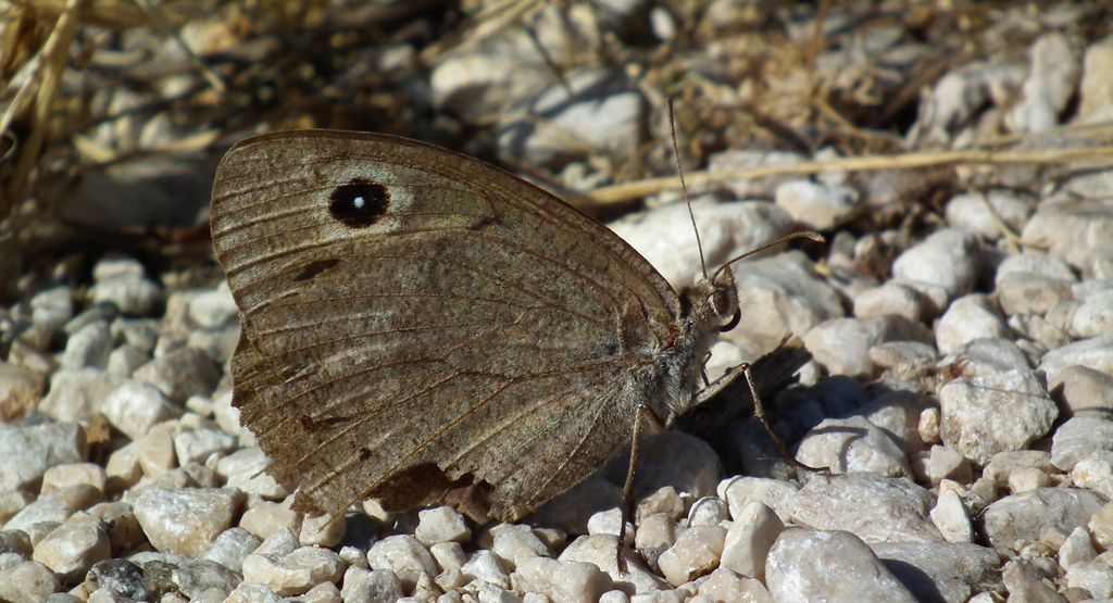 Skalnik driada (Minois dryas)