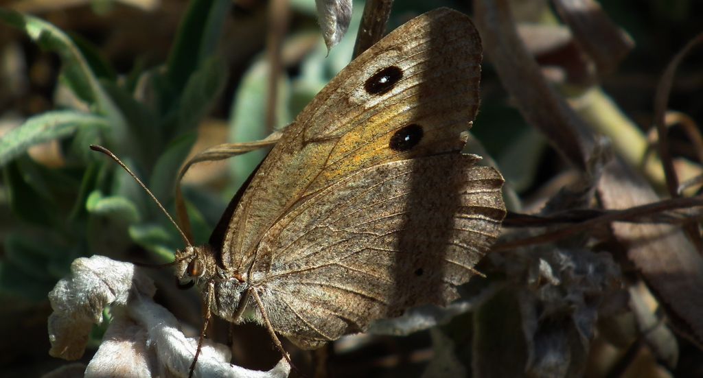 Skalnik driada (Minois dryas)