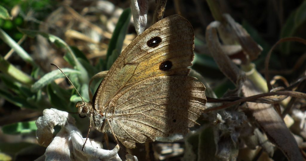 Skalnik driada (Minois dryas)