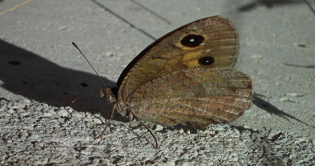Skalnik driada (Minois dryas)