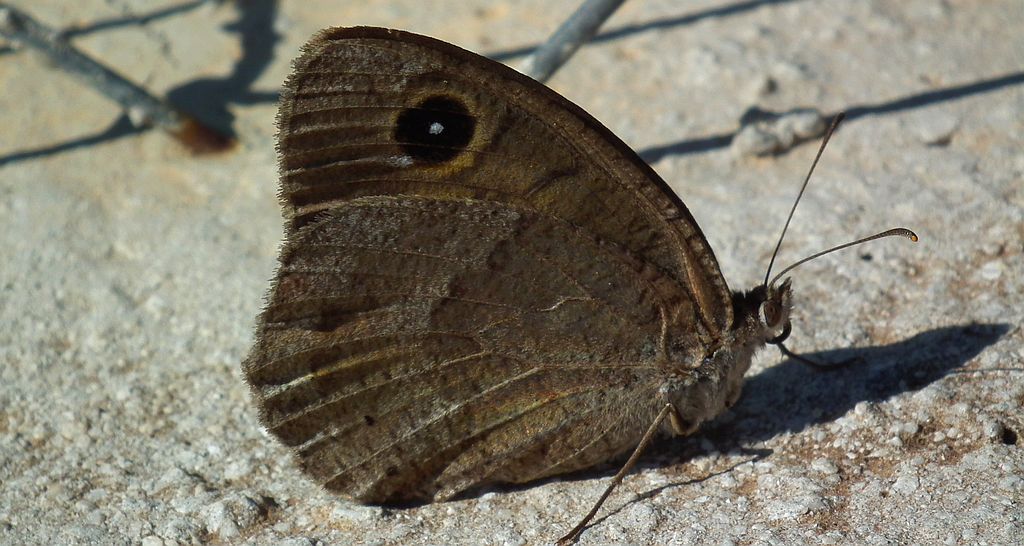Skalnik driada (Minois dryas)