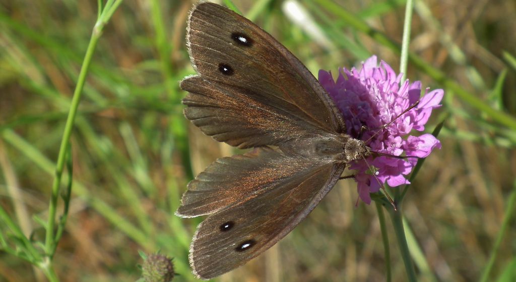 Skalnik driada (Minois dryas)