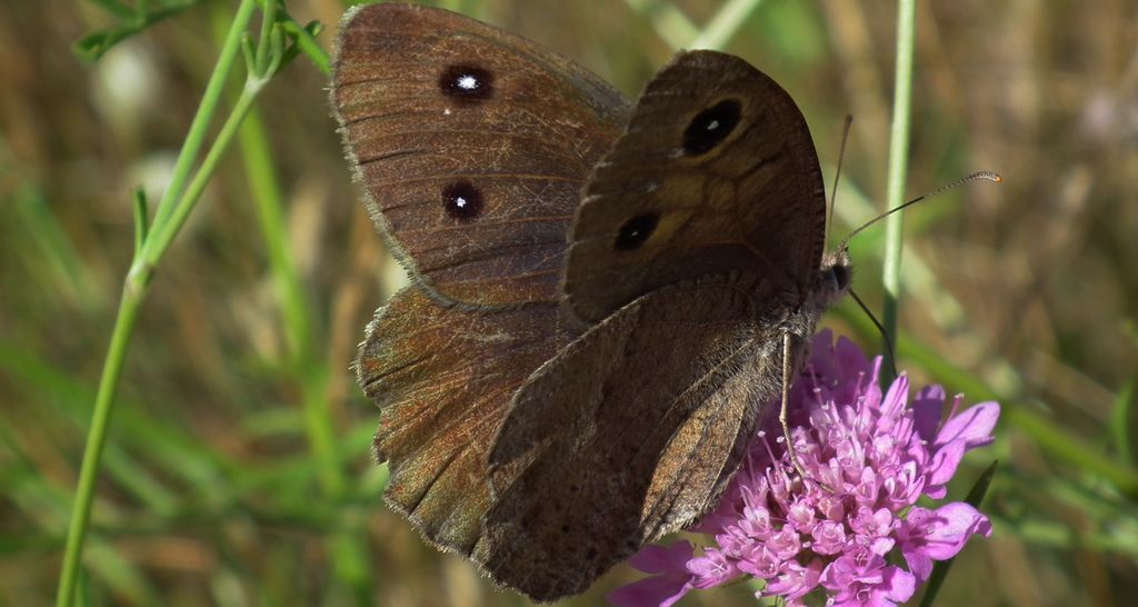 Skalnik driada (Minois dryas)