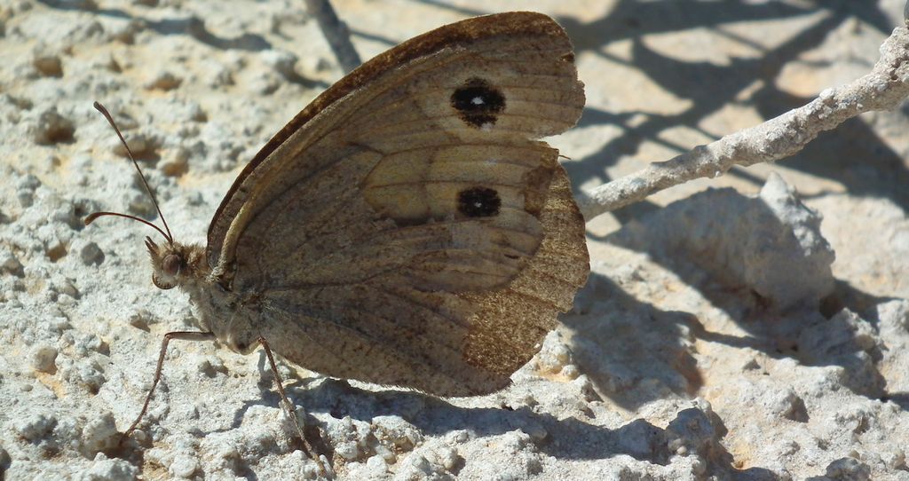 Skalnik driada (Minois dryas)