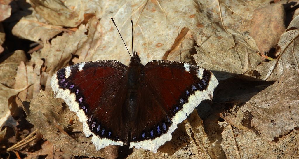 Rusałka żałobnik (Nymphalis antiopa)