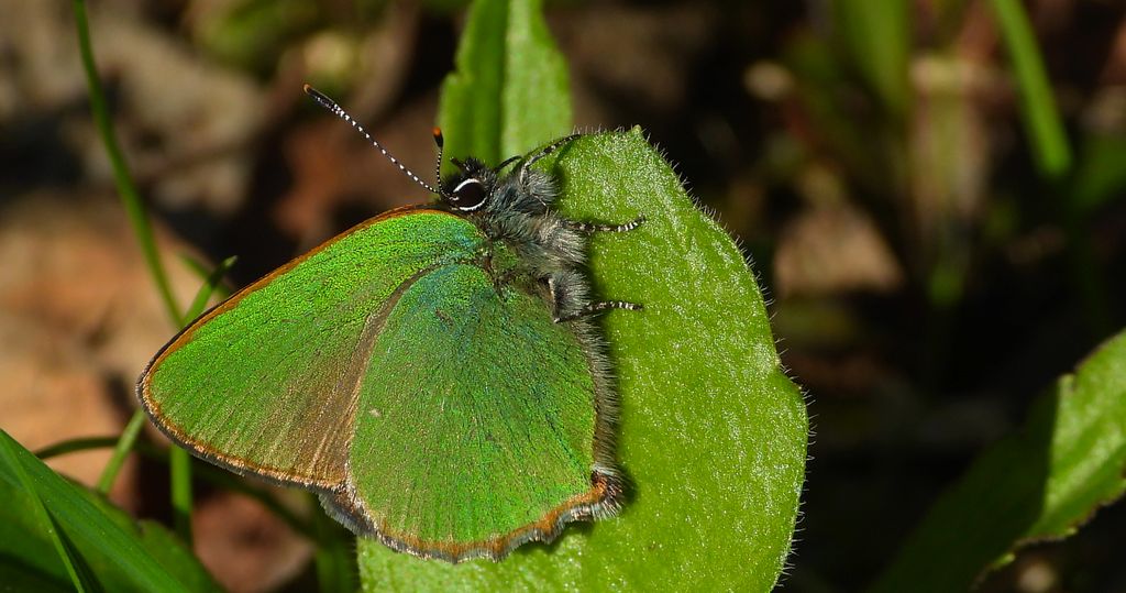 Zieleńczyk ostrężyniec (Callophrys rubi)