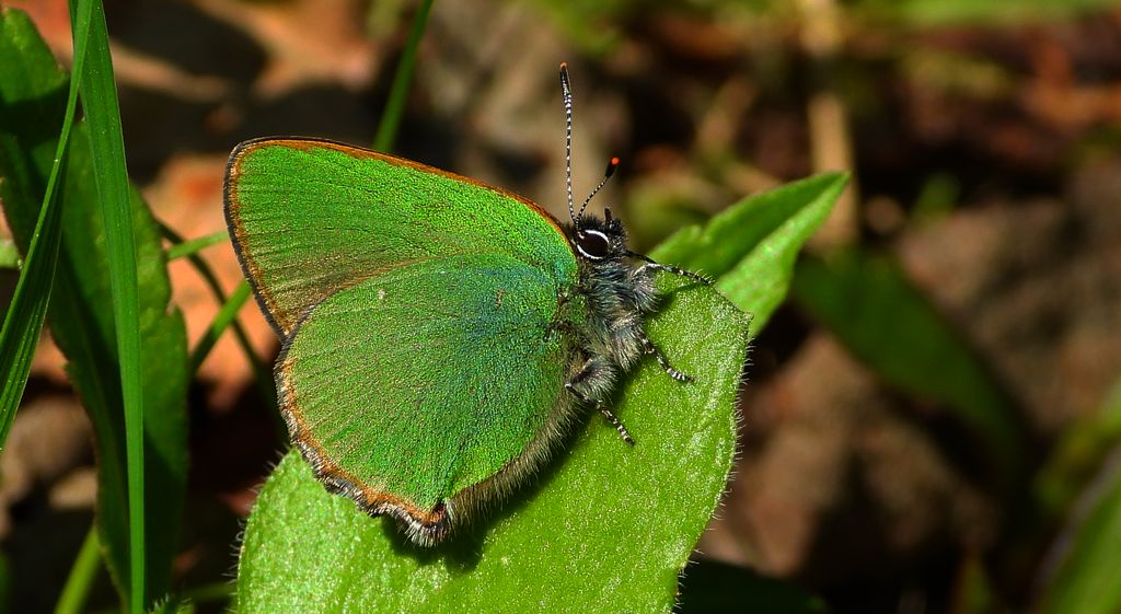 Zieleńczyk ostrężyniec (Callophrys rubi)