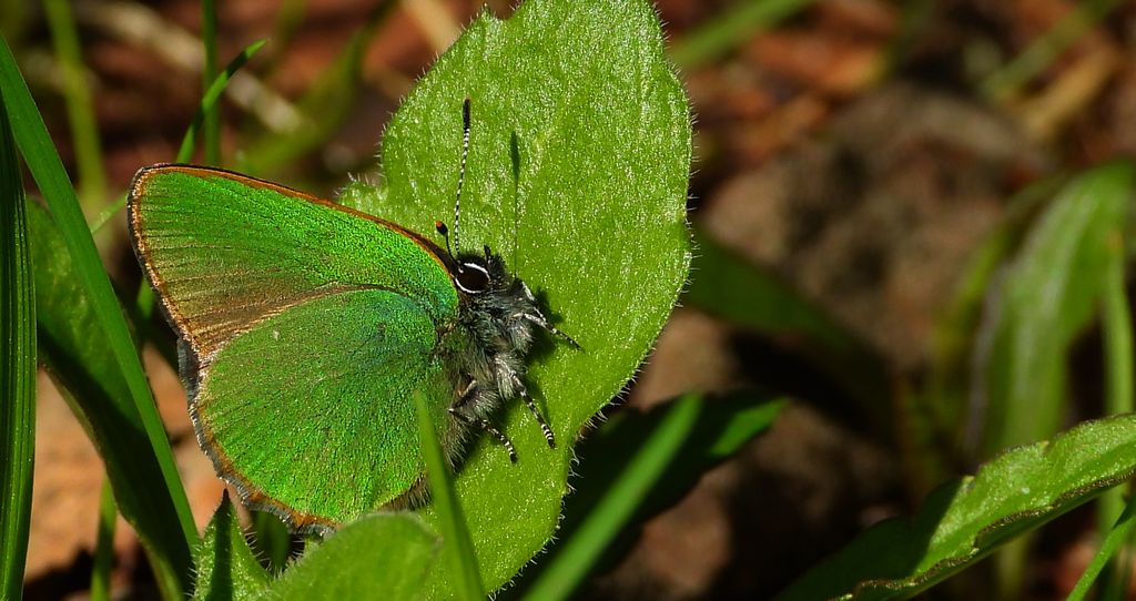 Zieleńczyk ostrężyniec (Callophrys rubi)