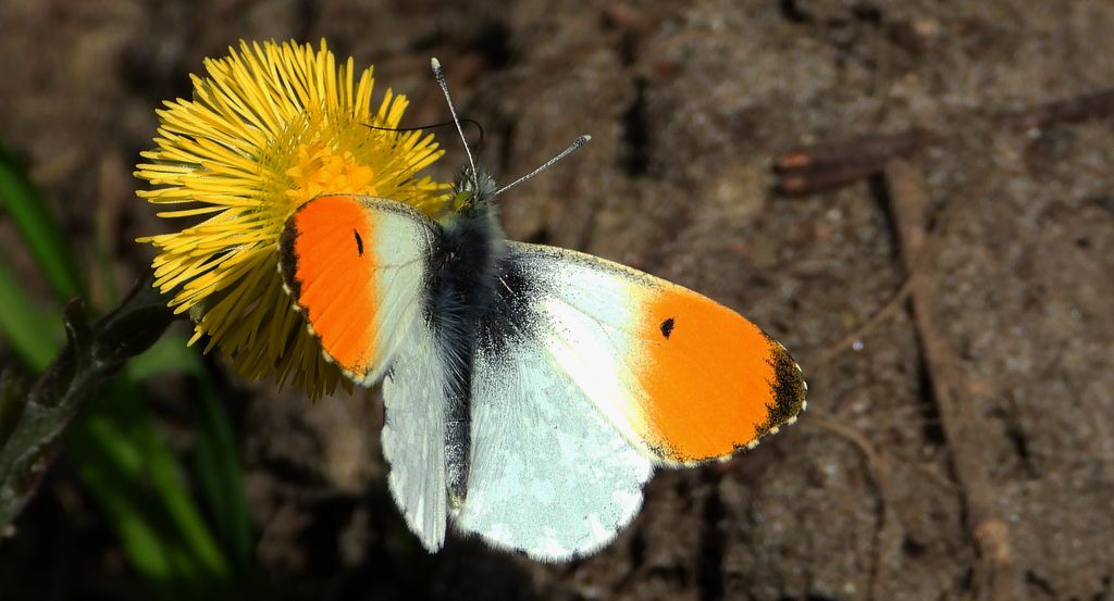 Zorzynek rzeżuchowiec (Anthocharis cardamines)