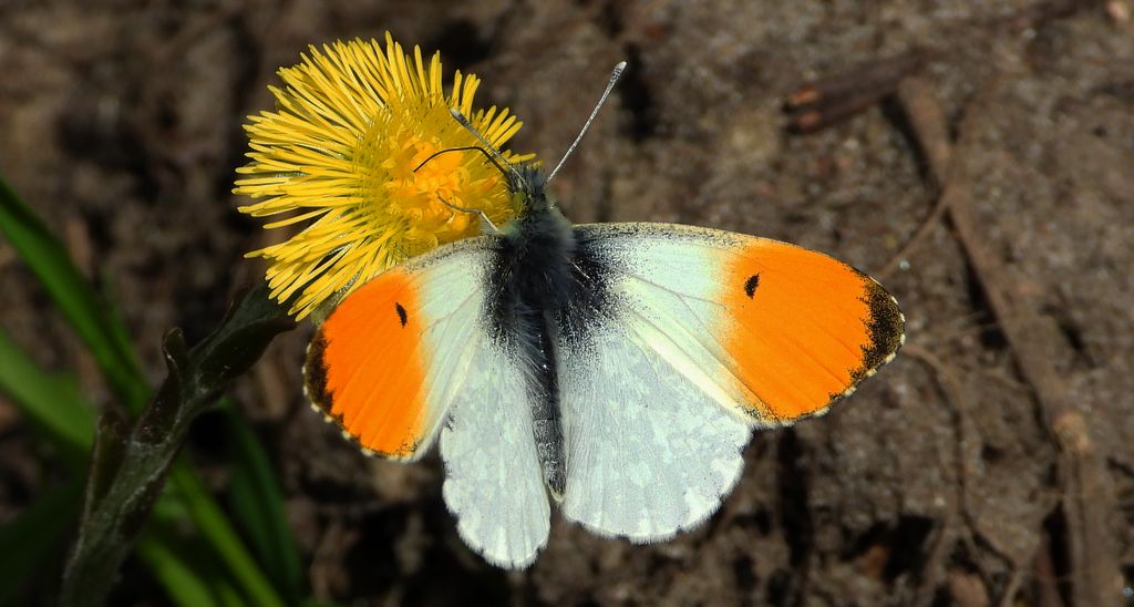 Zorzynek rzeżuchowiec (Anthocharis cardamines)