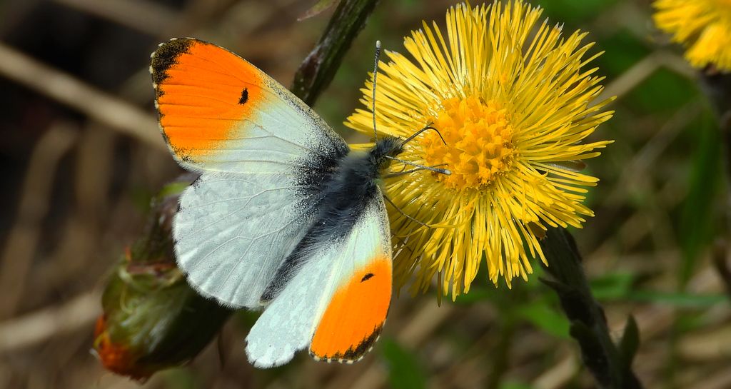 Zorzynek rzeżuchowiec (Anthocharis cardamines)