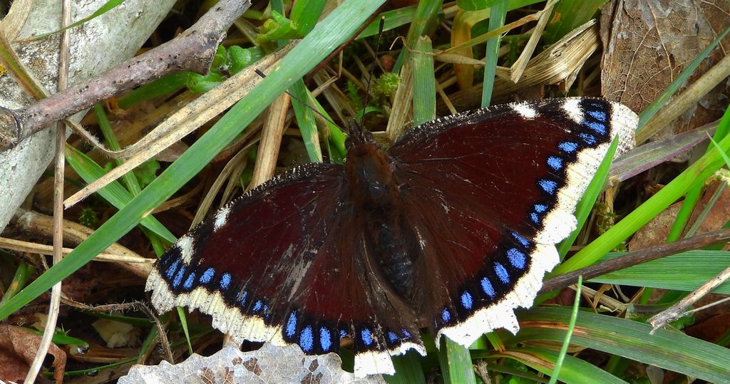 Rusałka żałobnik (Nymphalis antiopa)