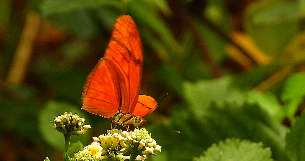 Dryas iulia